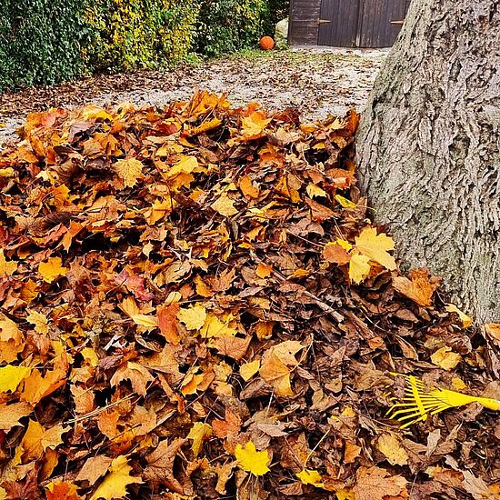 Stadtnatur im Herbst