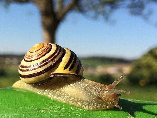 Schneck lass nach? – Entdeckungsreise in die Welt der Schnecken