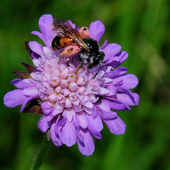 Kräuterwissen trifft Bienenleben