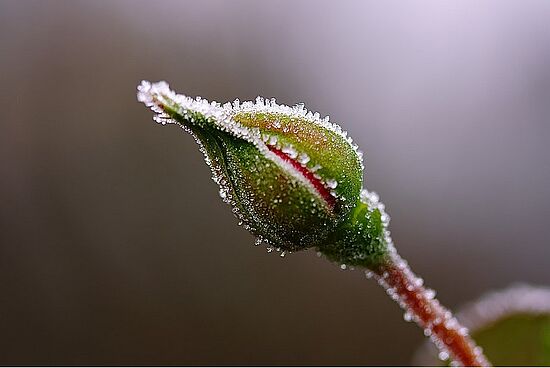 ENTFÄLLT! Barbarazweige aus dem Wald
