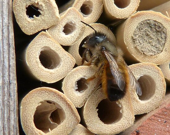 Die geheime Welt der Wildbienen – 
Entdecken, Staunen, Mitmachen!