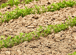 Ackerboden mit frisch aufgehendem Samen