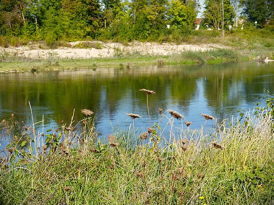 Wilde Kräuter, wilde Bienen 
& die wilde Isar