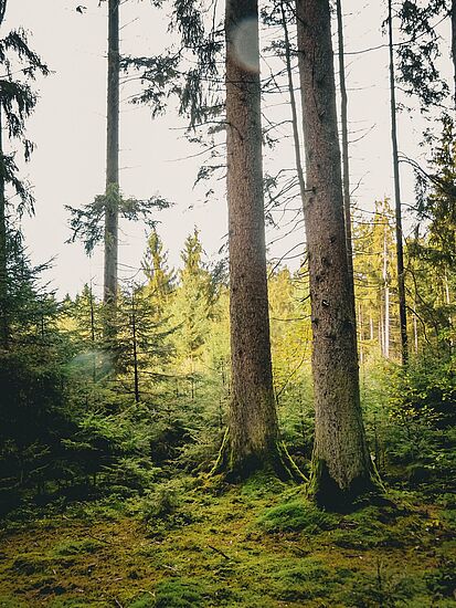 Waldbaden