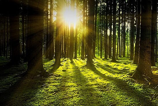 Entfällt: Internationaler Tag des Waldes - Führung durch das Arboretum