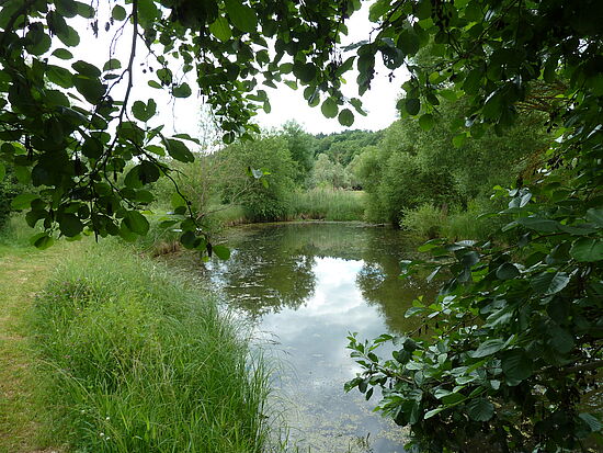 Auwälder - bedrohte Lebensräume