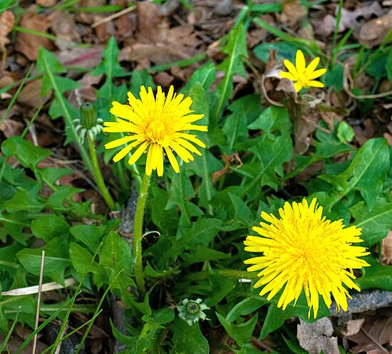 Stoffwechselanregende Kräuter und Gewürze