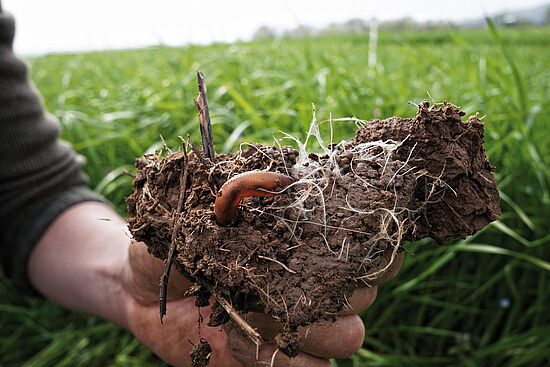 Kalk in Theorie und Praxis