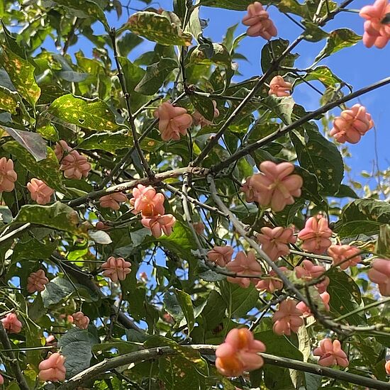 Herbstliche Heckenführung 
am Mehrgenerationenpark Dingolfing