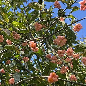 Pfaffenhütchen (giftig)