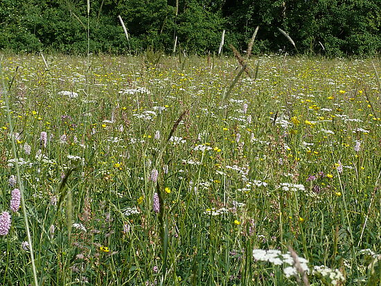 Zwischen Vogelruf und Wiesenduft