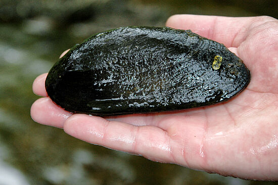 Die Flussperlmuschel (abgesagt)