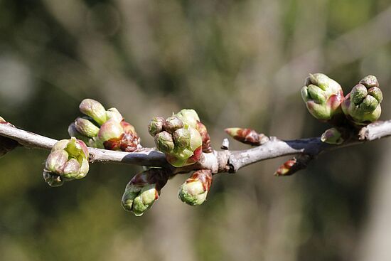 Anwendung und Wirkung von Knospen