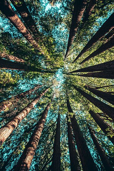 Zur Mitte kommen zur Sonnwende - Geführte Tour mit Kreismeditation im Wald bei Hart