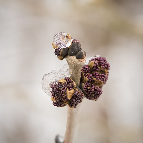 Winterspaziergang zu Baum- und Strauchknospen – 
sicher erkennen und nutzen (Landau)